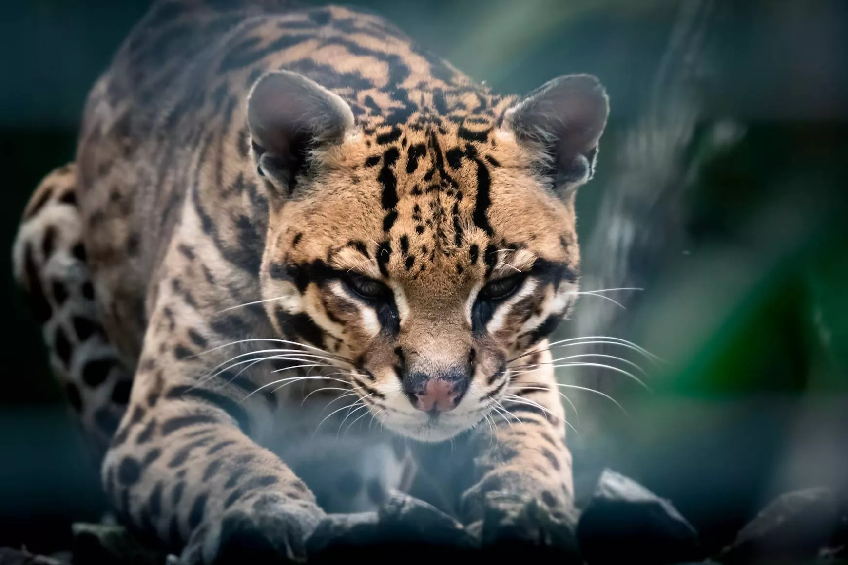 Ocelot